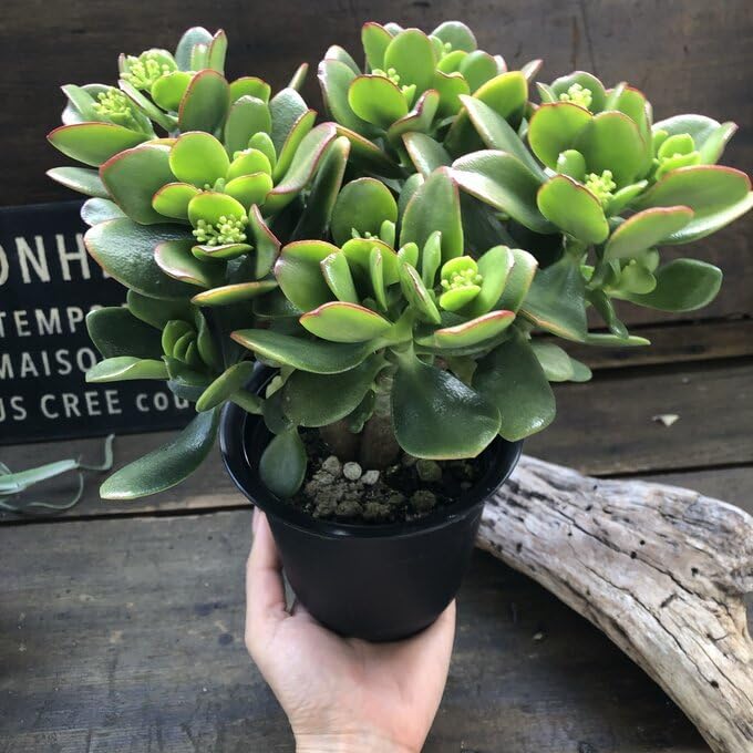 多肉植物 赤と緑の四角形鉢*4 81wVNriVEiL._AC_UL210_SR210,