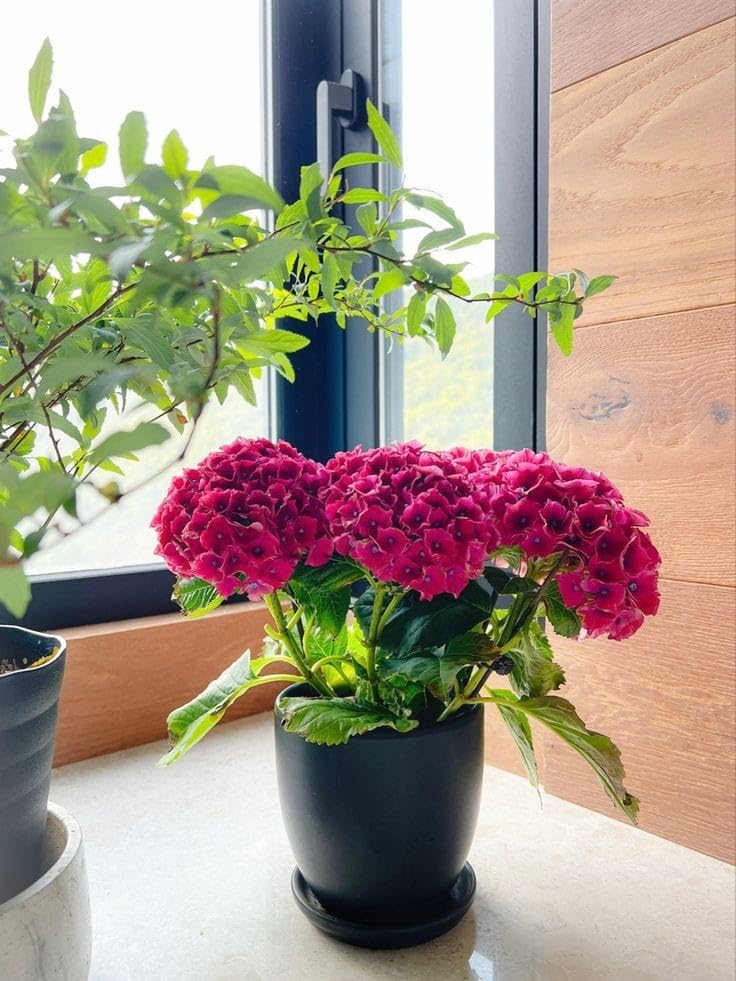 See full amazon price history chart for Red Hydrangea Plant Live Organic Flower Plant Best For Indoor Or Out Door Pack Of 1 Red Hydrangea Plant Live Organic Flower Plant Best For Indoor Or Out Door Pack Of 1 (B0D9B4DK46) Amazon Price History, Amazon Price Tracker