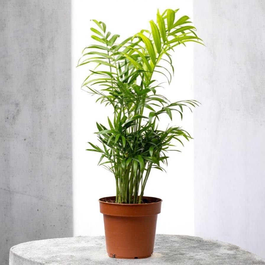 Bamboo Palm Live Plant – Parlour Palm Indoor Decorative Houseplant | Easy Care (Pack of 1 Live Plant)-image-21