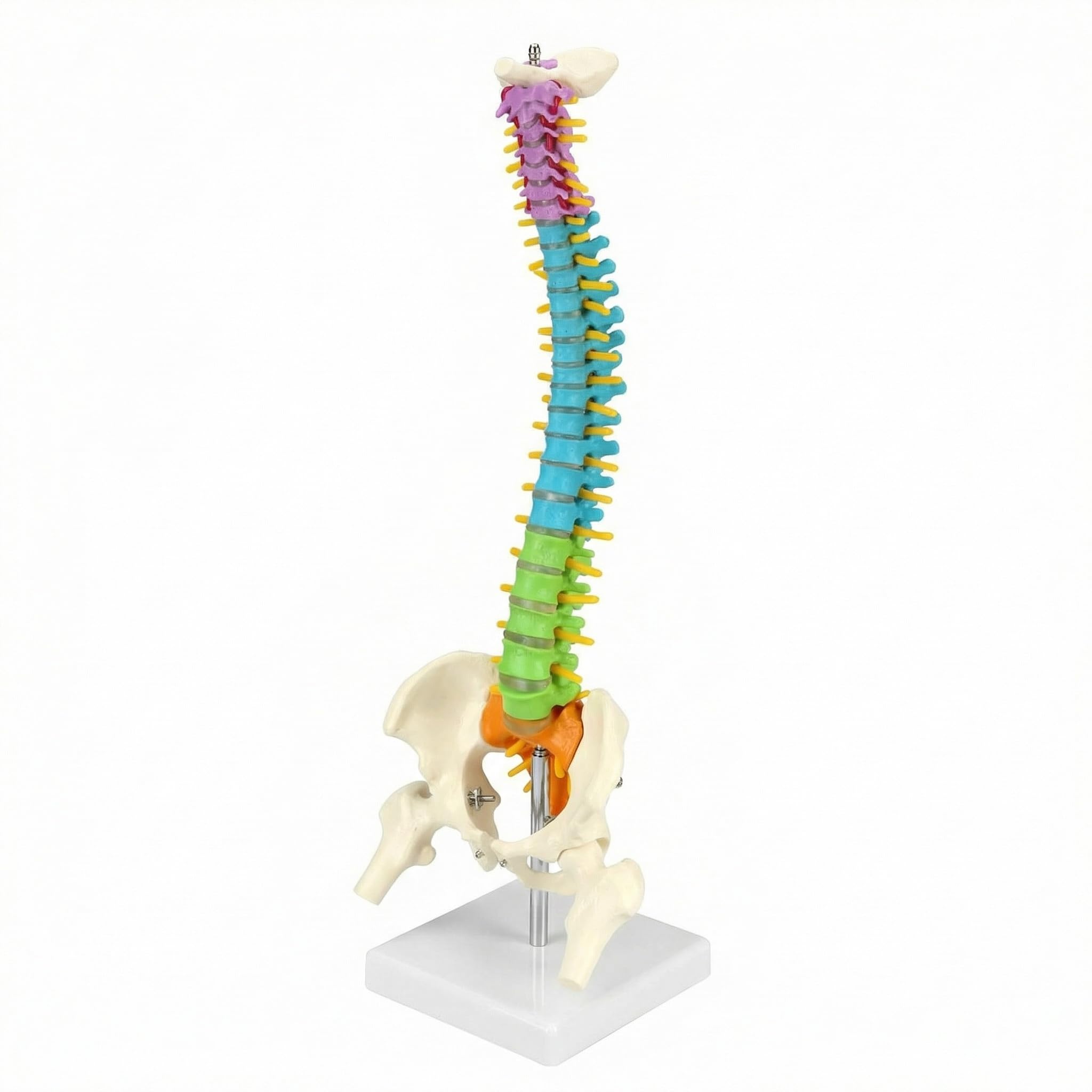 QWORK® Modèle de colonne vertébrale flexible avec nerfs spinaux, bassin et fémurs, modèle anatomique coloré de 45 cm pour l’enseignement, l’étude et les cours d’anatomie