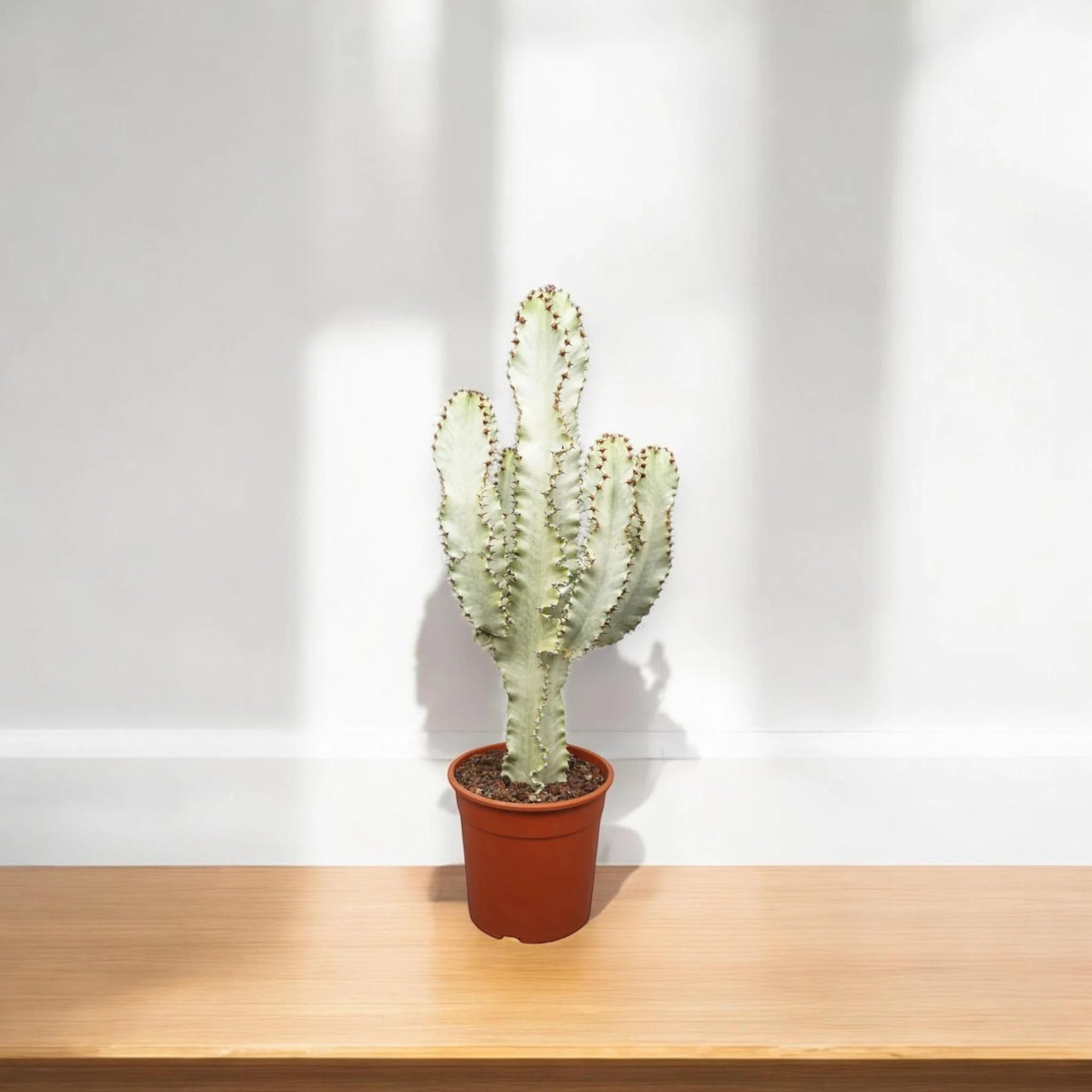 Euphorbia ingens variegata, pianta vera da interno, altezza pianta 60-70 cm, pianta grassa ornamentale, facile da curare