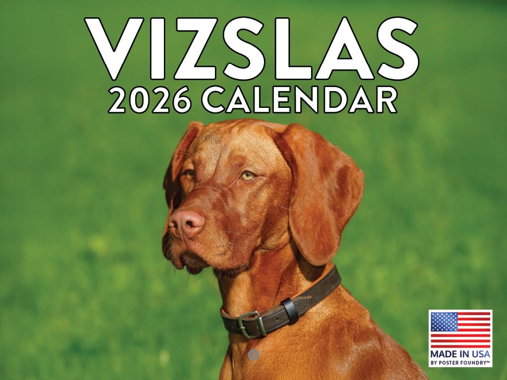 Vizslas wall calendar