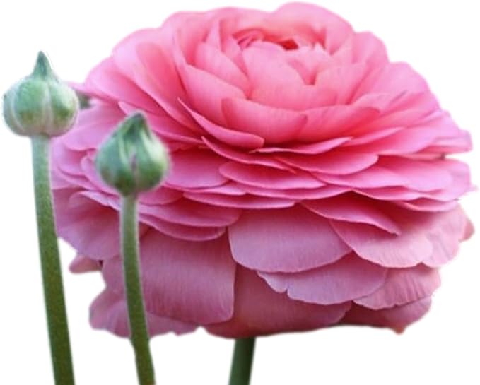 Amazon.com : Easy to Grow Italian Ranunculus 'Cloni Success Fragolino ...