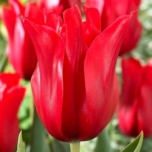 Bulbos de tulipán rojos para plantar en otoño jardinería a granel en interiores 20 bulbos grandes flores perennes plantación de otoño y floración de