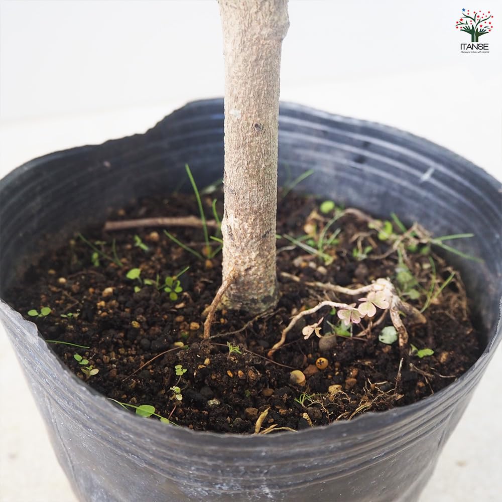 実生苗ロンガン 約60cm 実生苗ロンガン 約60cm 実生苗ロンガン 約60cm