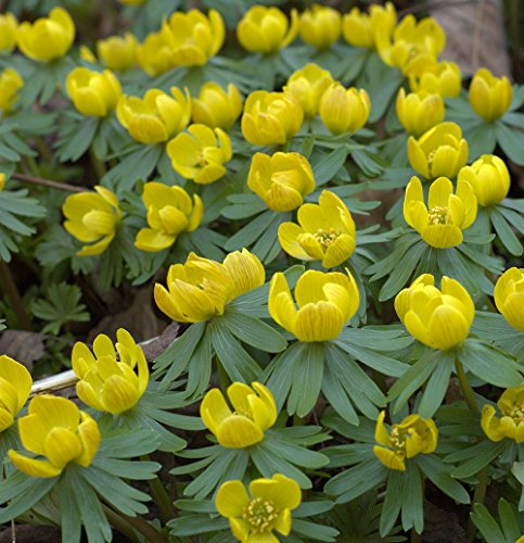 Winter Buttercups - 15 Bulbs - Eranthis cilicica - Hardy - 4/+ cm Bulbs