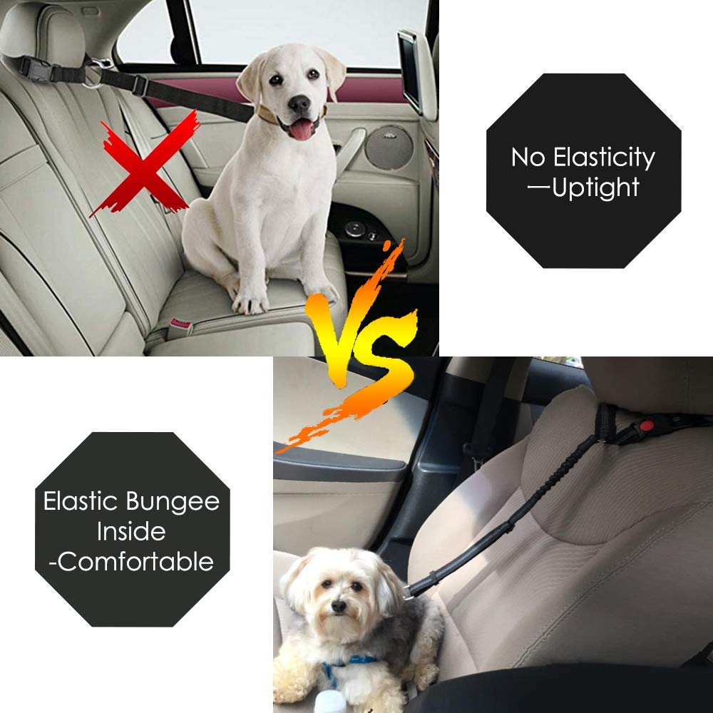 Do Dogs Have To Wear A Seatbelt Uk
