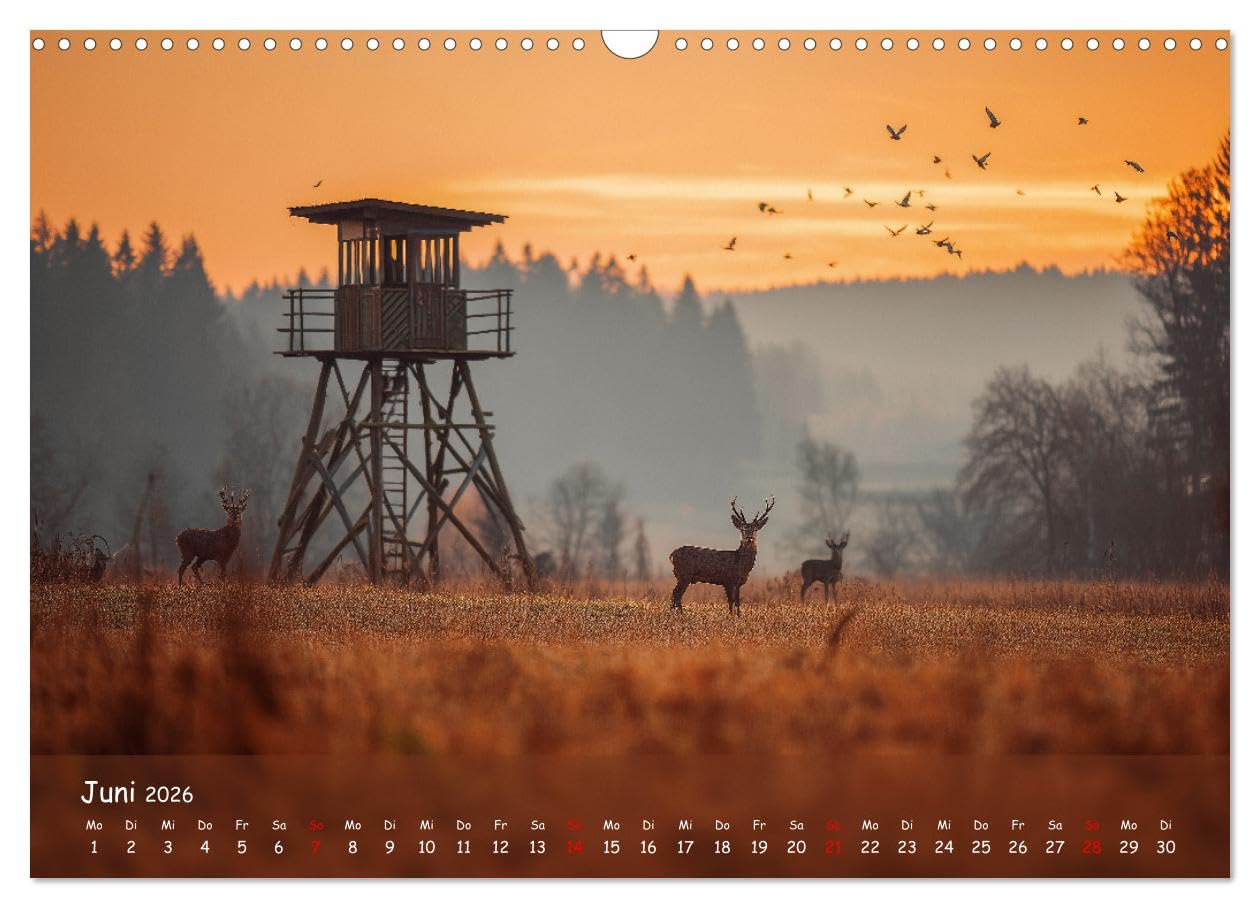 Jagd und Natur - Kalender für Jäger mit Wildtieren Deutschlands im Jahreslauf (Wandkalender 2026 DIN A3 quer), CALVENDO Monatskalender: ... in ihrer schönsten Form. (CALVENDO Natur)