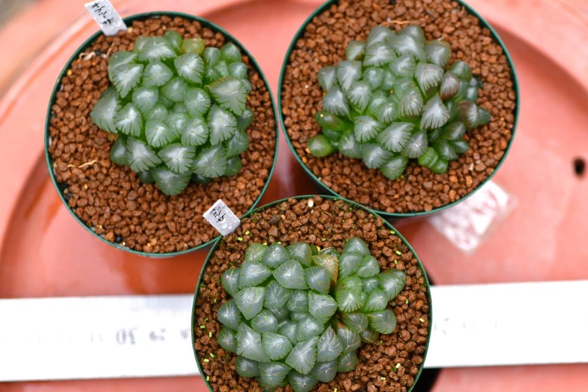 Amazon.co.jp: 第四種可 多肉植物 ハオルチア オブツーサ 3鉢 Amazon.co.jp: 第四種可 多肉植物 ハオルチア オブツーサ 3鉢