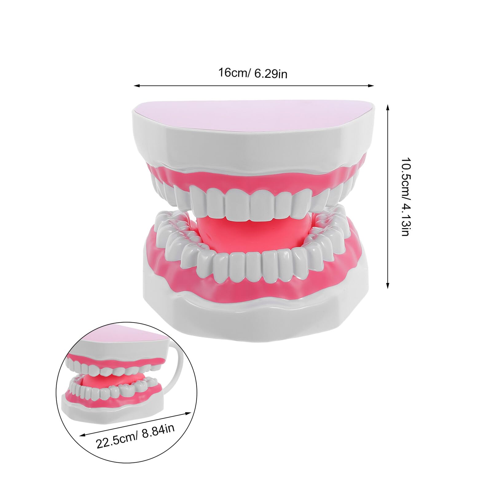 Modello di Denti Adulto in Plastica PVC 6X Ingrandito per Formazione Igiene Orale Didattica con Supporto Portatile per Scuole Cliniche e Studio Odontoiatrico