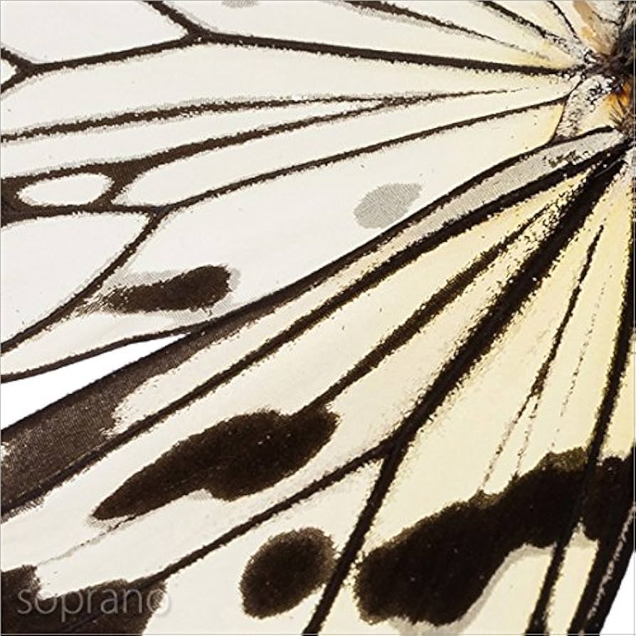 Amazon.co.jp: 蝶の標本 オオゴマダラ I.leuconoe マダラチョウ