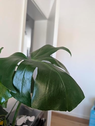 15L BLATTWERK Pure Bio Universaldnger, veganer organischer NPK Flssig- Dnger : Amazon.de: Garten