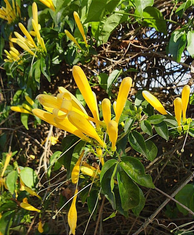 Live Flame Vine Flaming Trumpet Vine-Creepers Flower Plant 1 Live Healthy plant (B0CZHN9F7H) Amazon Price History, Amazon Price Tracker