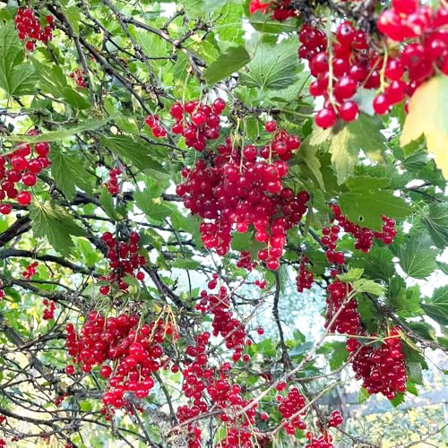 semillas de grosella plantas en macetas semillas orgánicas de fruta bonsái planta de balcón, fruto columnar plantas, árboles frutales columnares frutas exóticas 80pcs