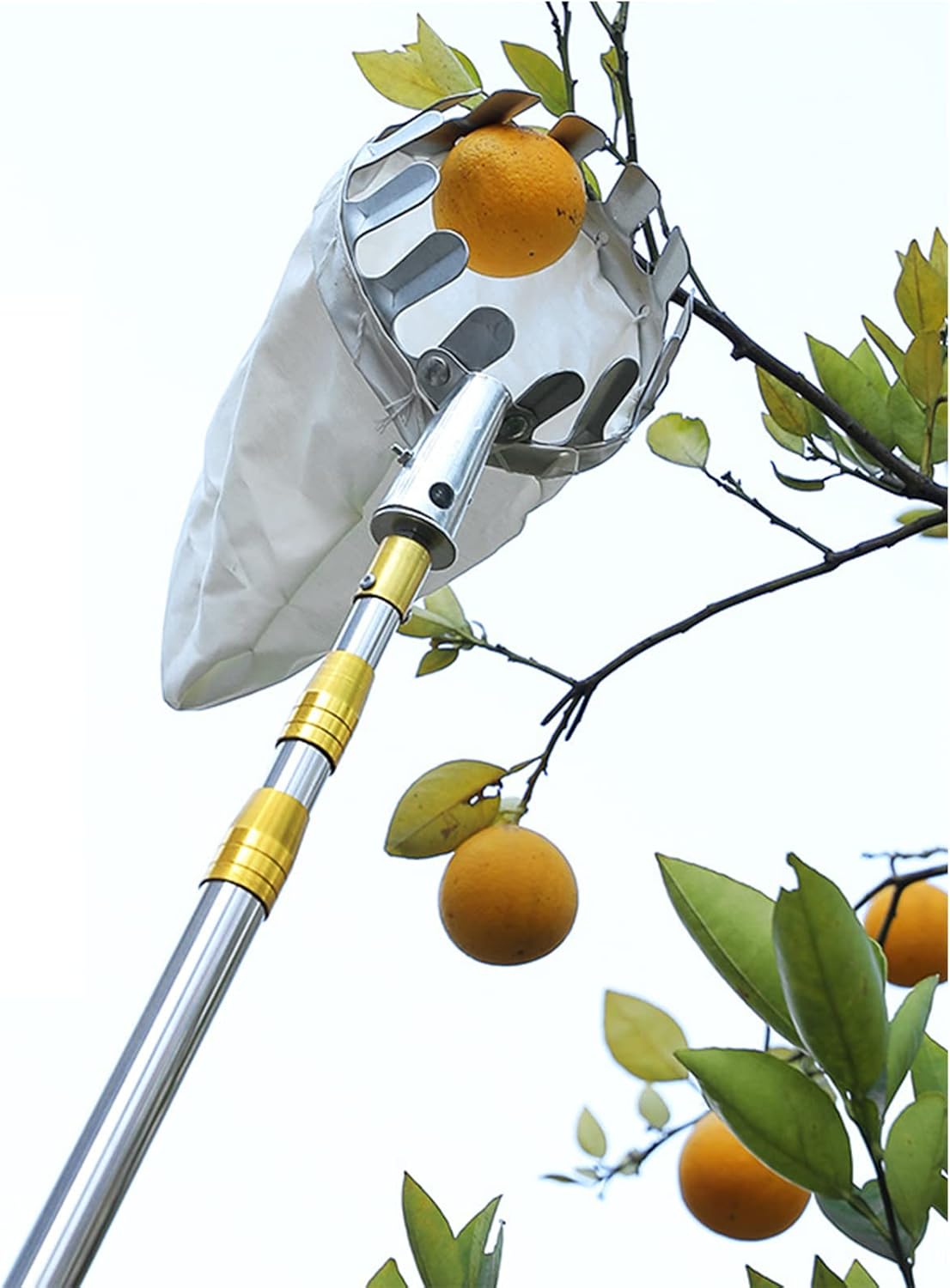 フルーツピッカー 6M/19.6フィート伸縮ポール&amp;フルーツキャリーバッグ付き 軽量で調節可能なアップルオレンジペアピッカー