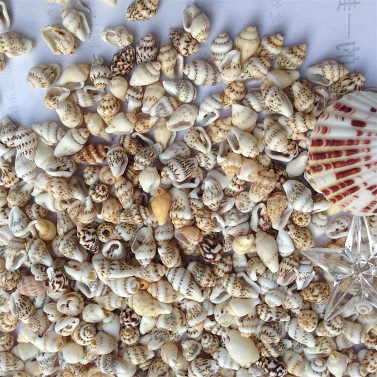 Petites conques naturelles vis de riz pour compositions décoratives haut de gamme - 4