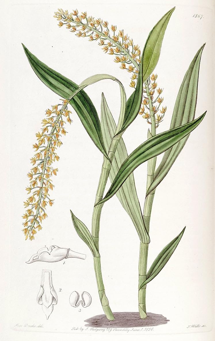 Tableau Epidendrum Armeniacum pour habiller un grand mur vide - 5