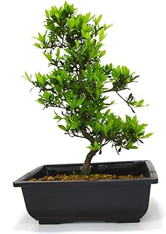 Japanese Import Satsuki Azalea Bonsai Tree Senbazuru