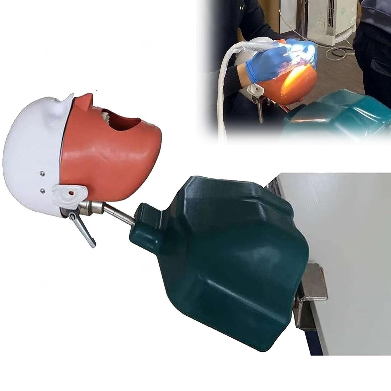 Manichino Modello di Testa Simulatore Dentale, Modello di Testa Fantasma per Addestramento Odontoiatrico con Torso E Denti Rimovibili per Dentisti, Assistenti Dentali E Igienisti Dentali
