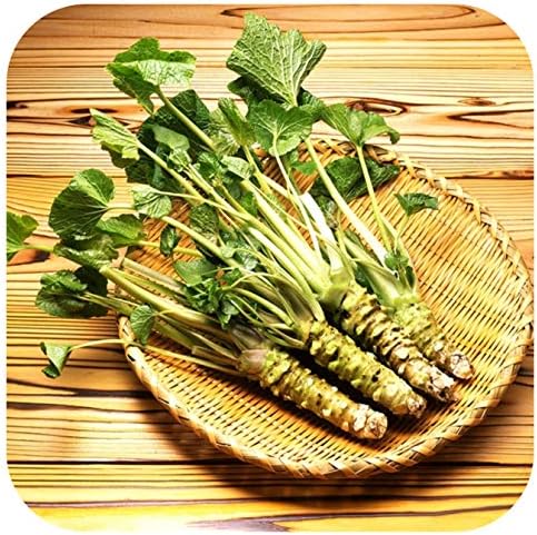 Organic Wasabi Japonica 'Mephisto Green' Plug Plants x 3 'Grow Your Own'