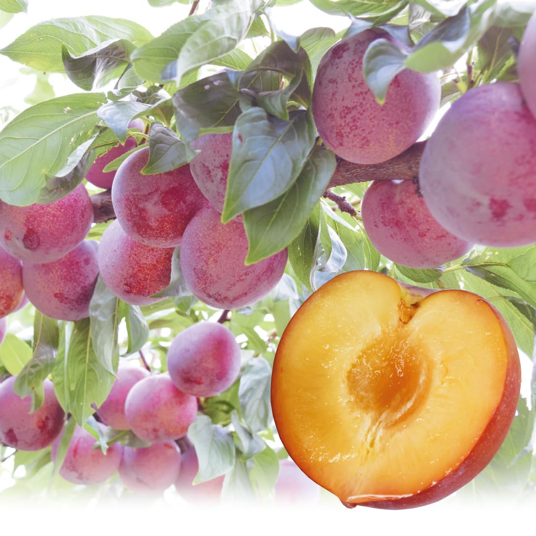 すももイ Amazon.co.jp: 果樹苗 スモモ クイーンマーキュリーR（富士野生