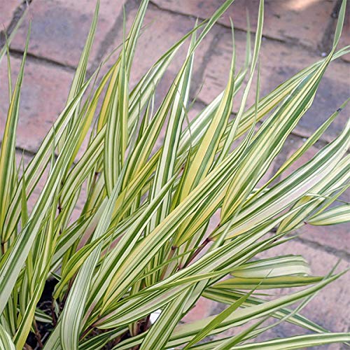 No.28 斑入り風知草の鉢抜き Amazon｜『風知草（フウチソウ）』斑入り葉4.5号鉢植え｜観葉