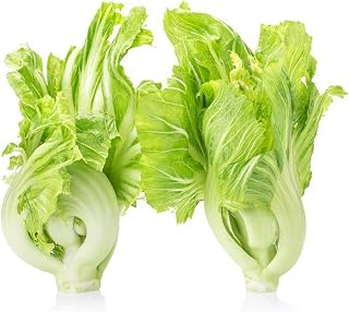 Brassica Juncea Seeds 800+ Organic Vegetable Easy to Grow Seeds for Planting Garden Outdoor