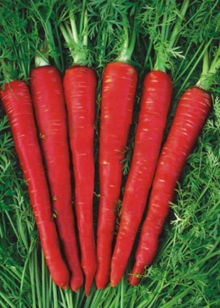 Aero Seeds Red Carrot 100 Seeds (B0989X9BC5) Amazon Price History, Amazon Price Tracker