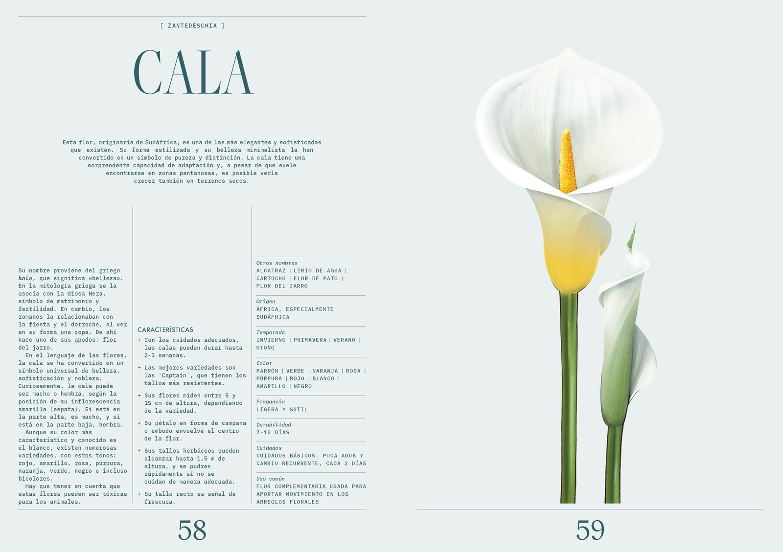Floripedia: Una exploración de la belleza y el arte de las flores (JARDINERIA Y PLANTAS DE INTERIOR)