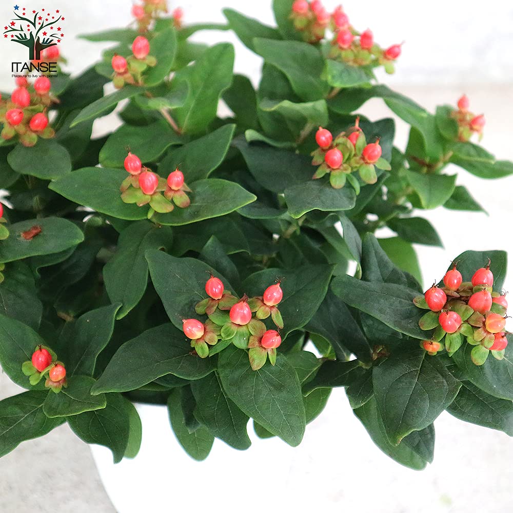 ヒペリカム　オーガニック　苗　赤い実 Amazon.co.jp: ヒペリカム ジュエリールビー5号鉢【品種で選べる