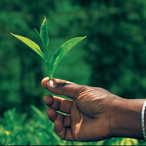 Miniatura 10 de Palais des Thés - Paris For You By Day - Té verde, rosa y frambuesa - Caja de 20 bolsas de té de algodón
