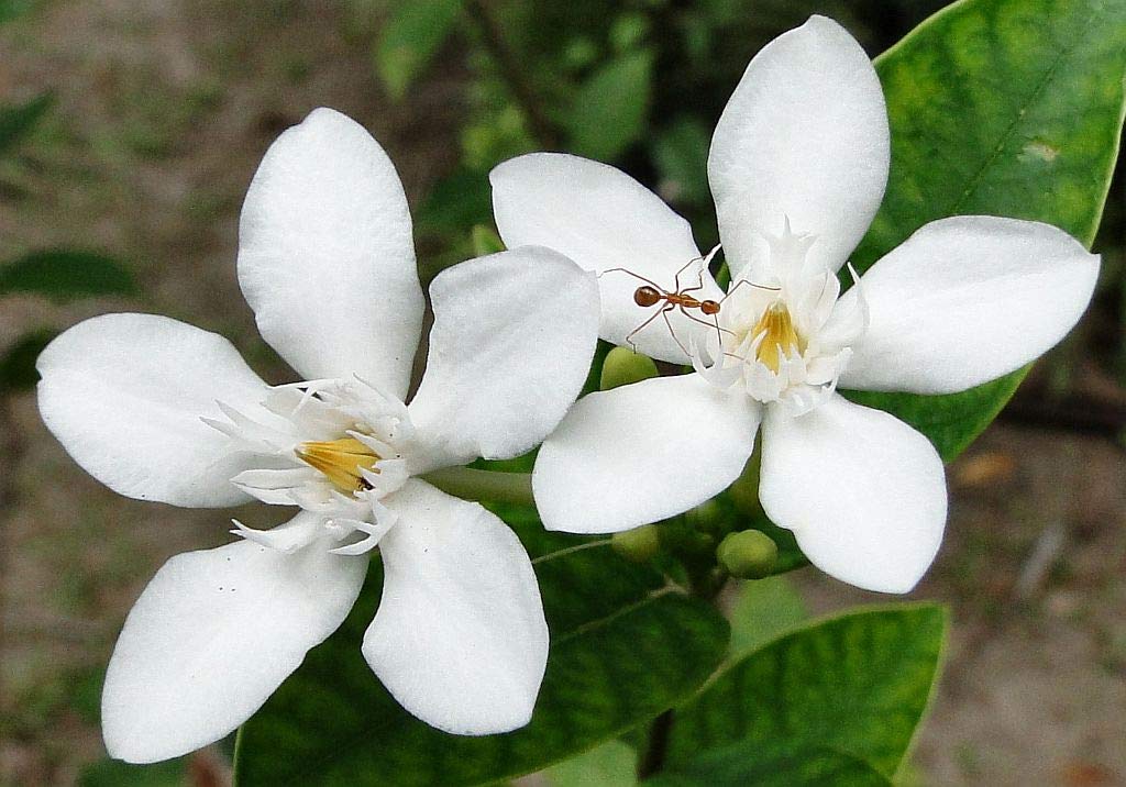 Creative Farmer Dwarf Plant Snow Flake Jasmine Flower Asian Show