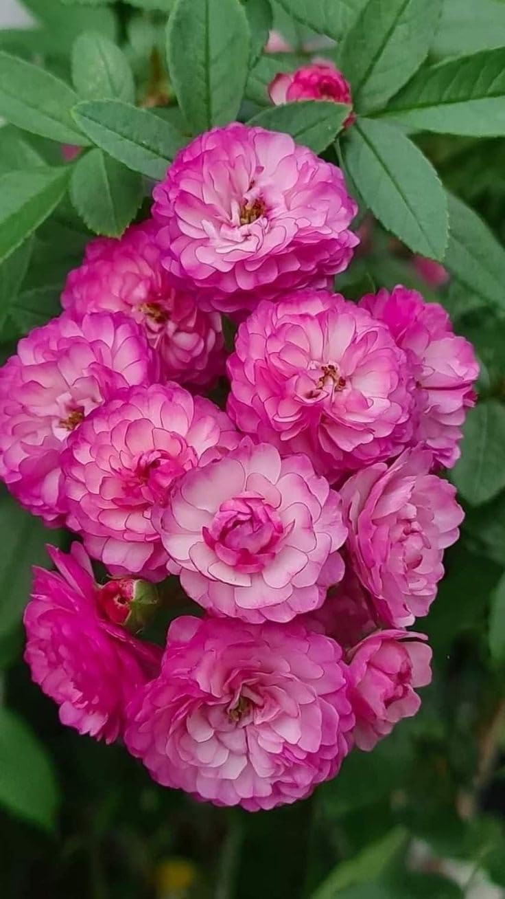 Ritz Farming® Climbing Rose Imported Flower Seeds for Home and Gardening Pack of 20 seeds (PINK) (B0DBHSNHHG) Amazon Price History, Amazon Price Tracker