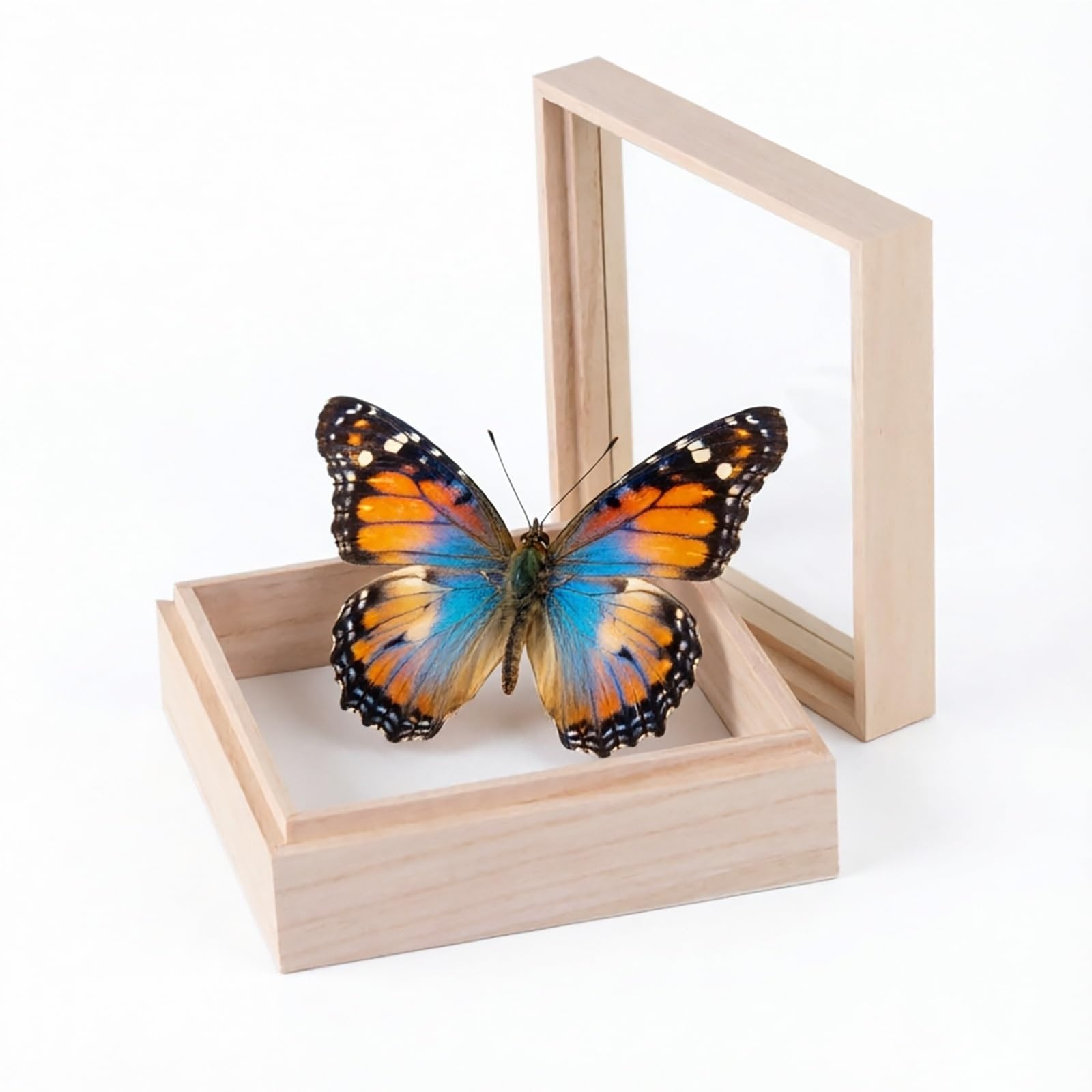 Insekten Schaukasten Holz mit Glasdeckel 30x30cm Quadratisch Insektenkasten Schmetterling Taxidermie Aufbewahrung Sammlervitrine Rahmen fur Entomologie Schmuck und Handwerk Box(30*30*10cm)