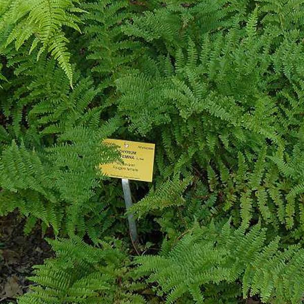 6x Frauenfarn - Athyrium filix-femina - Topf 9x9cm - Eleganter Schattenfarn für Garten
