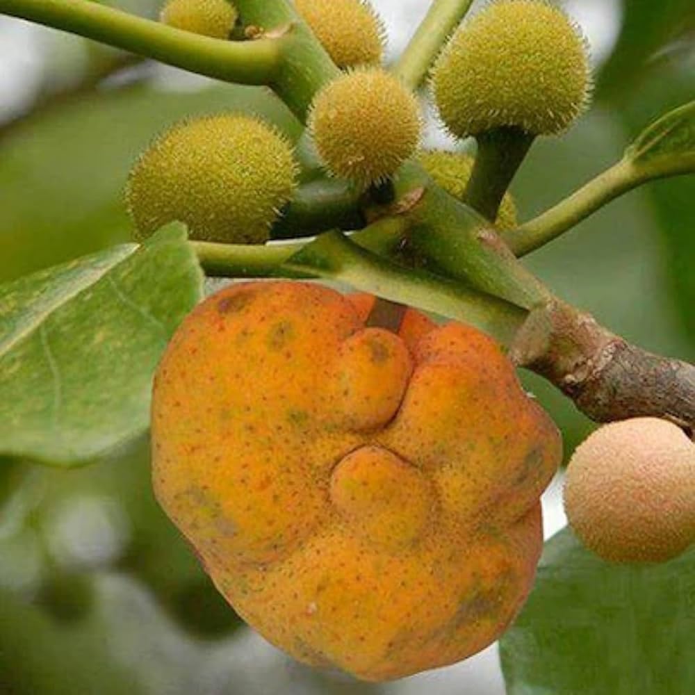 Golden Bloom Live Badhal/Artocarpus Lacucha/Monkey Jack Fruit & Fruit Plant - Outdoor Plant Height 1.5-2 Ft-image-6
