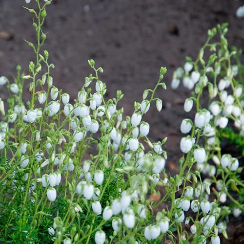 10x Irische Heide Alba - Daboecia cantabrica - lebende Gartenpflanze aus den Baumschulen