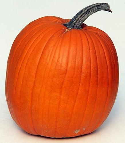 Semillas de calabaza Howden – Paquete de 100 semillas – Sin OMG – Una variedad de calabaza ampliamente utilizada perfecta para calabazas y excelente