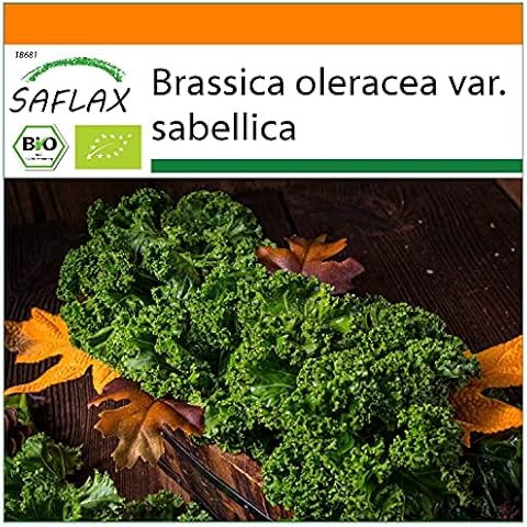 SAFLAX Organic Kale Westland Winter Seeds Cover