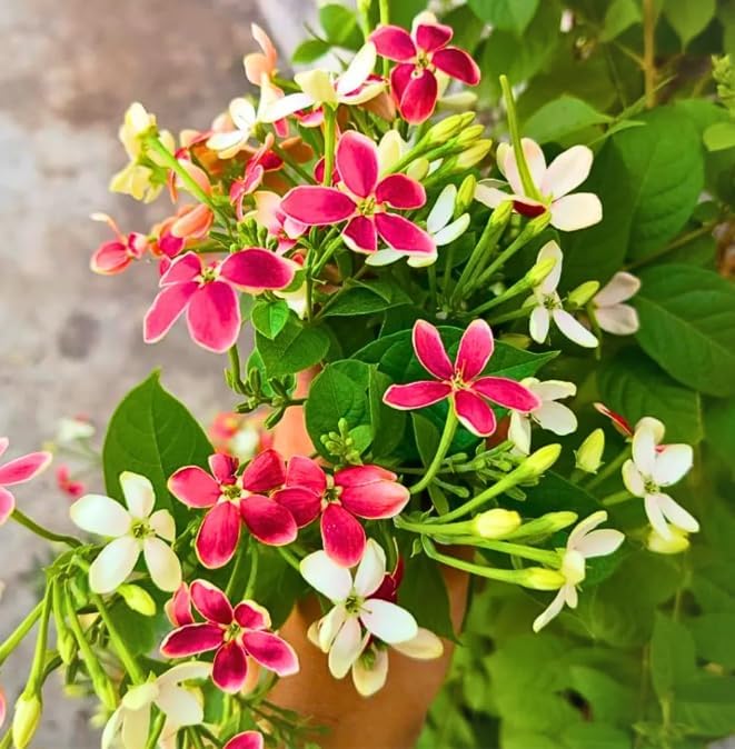 Image of Live Madhumalti Creeper Plant - Double Petal Rangoon Combretum Indicum | Fragrant Indoor & Outdoor Flowering Climber Plant with 3 Inch Plastic Pot