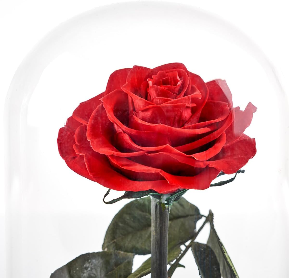 Sharper Image Timeless Rose