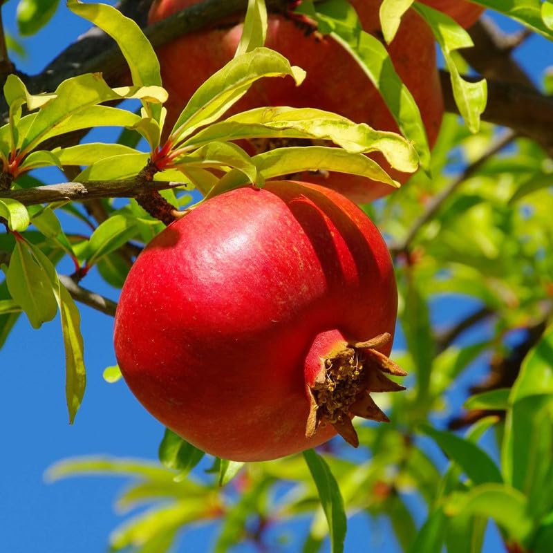Super Red Ganesh Hybrid Anar Pomegranate Plant Bedana Live Plant (Guti Kalam) Original Variety (B0D2WKC2XF) Amazon Price History, Amazon Price Tracker