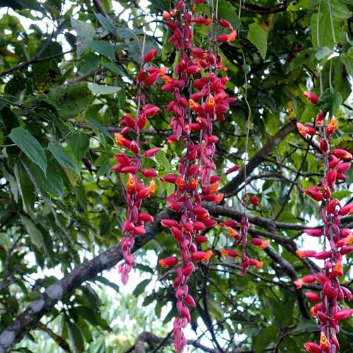 Image of Basor Lata Live Flowering Plant for Outdoor Garden Balcony Terrace | Fast Growing Vine with Seasonal Blooms | Healthy Plant for Vertical Gardening and Natural Green Landscaping.