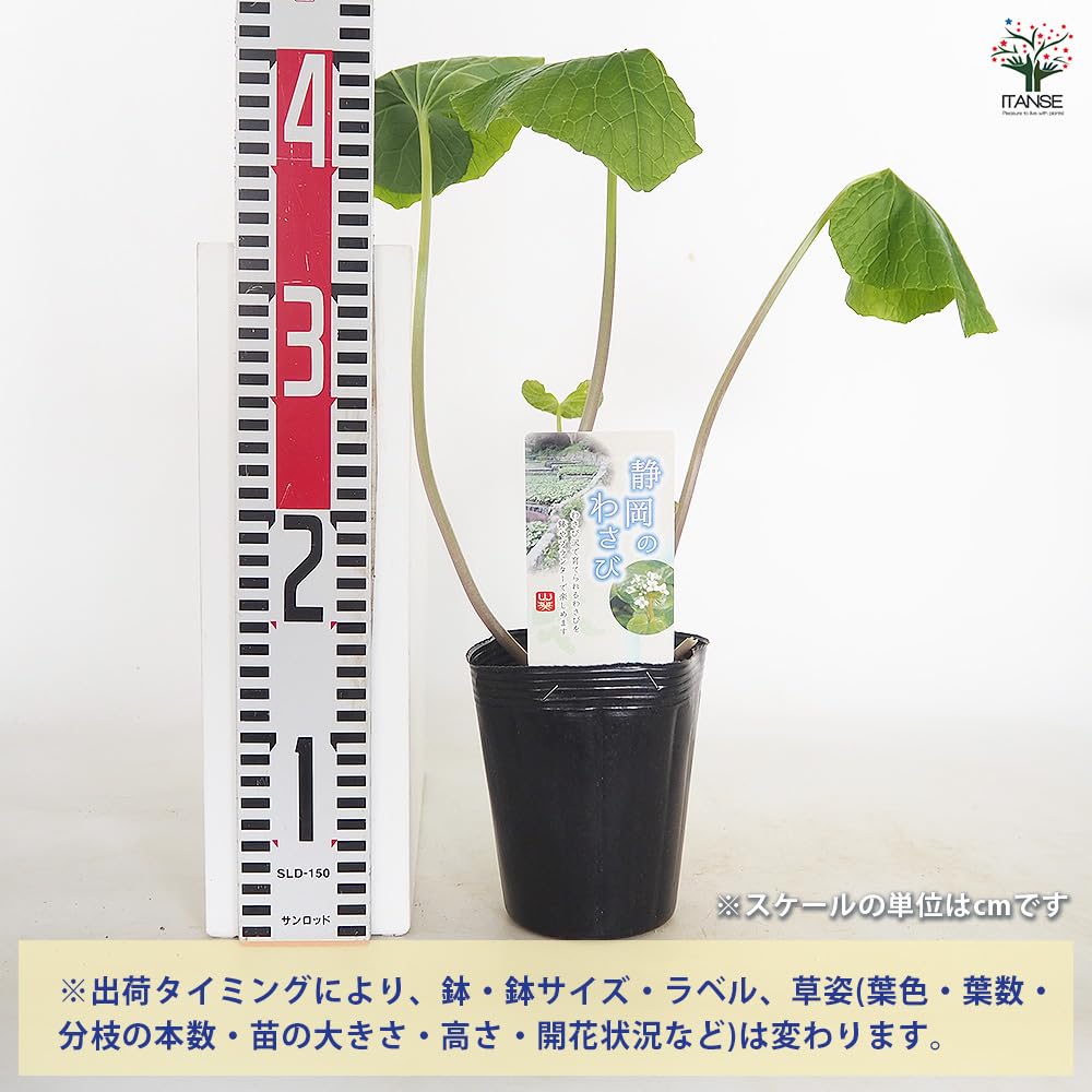 Amazon.co.jp: ITANSE 静岡のわさび 4号 1個売り 野菜苗 山葵 畑