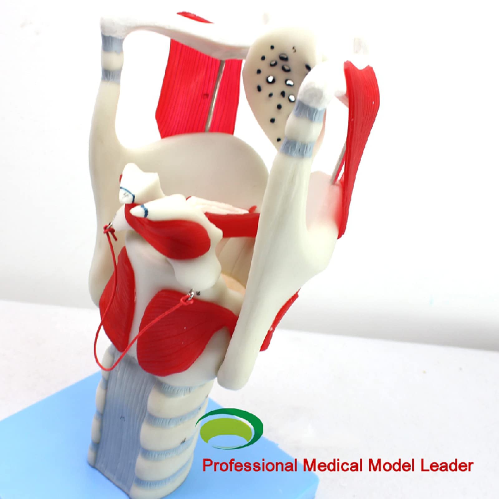 Model anatomiczny gardła – 24 części wskaźnik do nauczania i