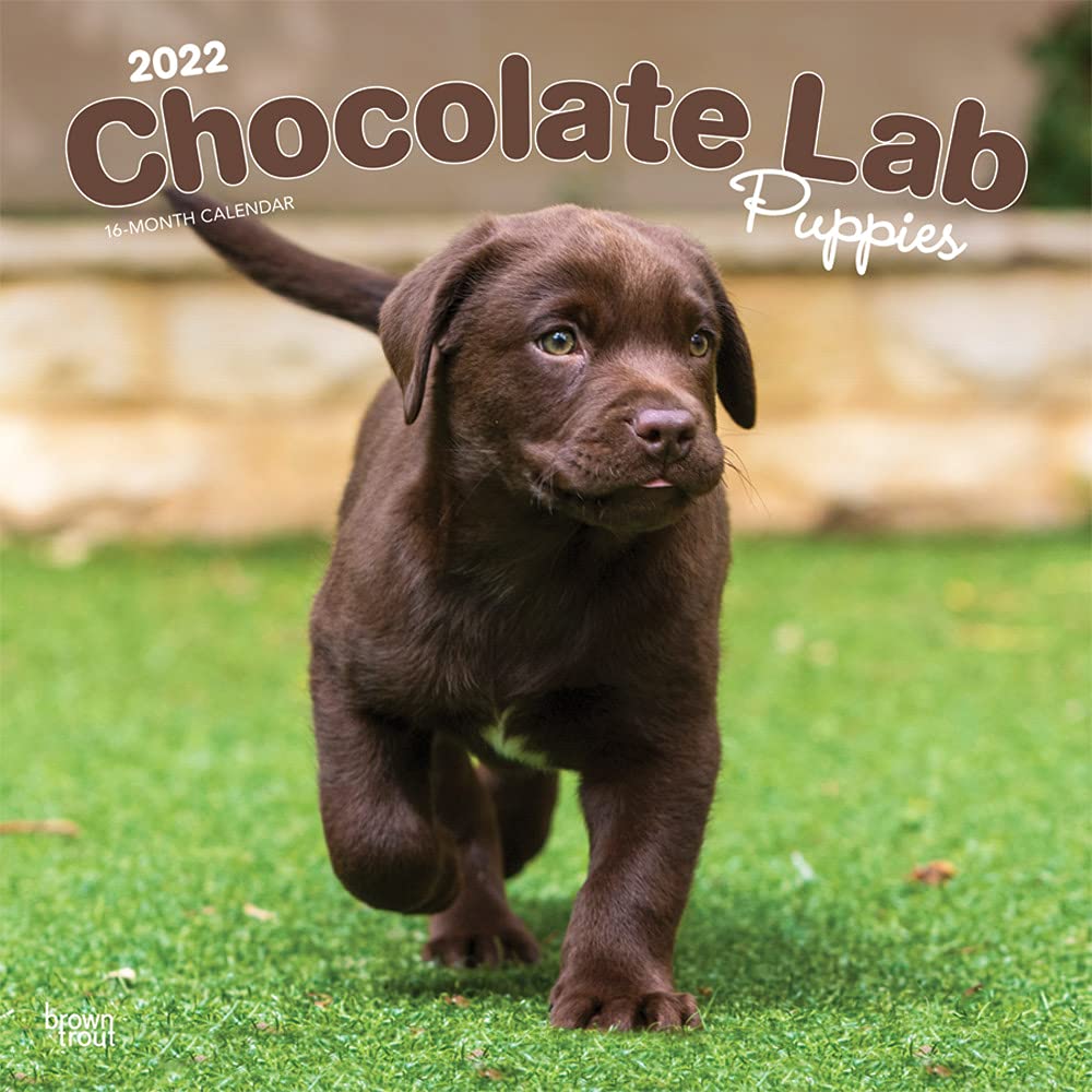 Chocolate Lab Puppies Calendar 2022