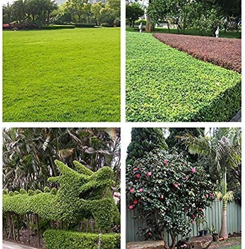 Pruning Shears Anvil Loppers Shear with Gear Drive Cutting System for Tree Hedge Branch Handle Length 36 cm Clippers