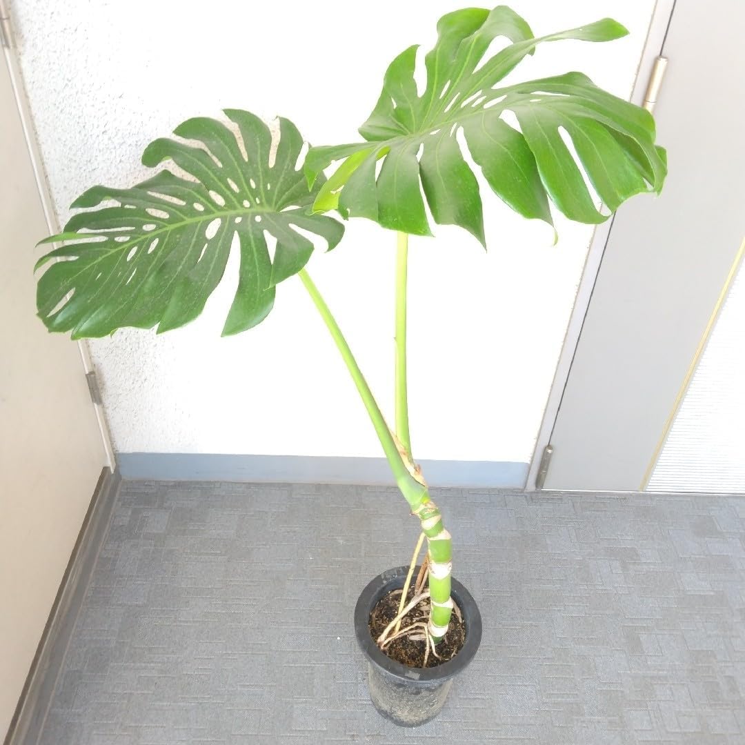 モンステラ 幹上 デリジオーサ 観葉植物 大葉 大株 深い切 高さ110 モンステラ 幹上 デリジオーサ 観葉植物 大葉 大株 深い切 高さ110