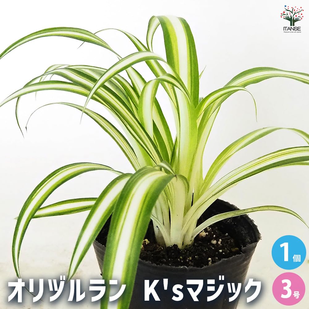 Amazon｜ITANSE オリヅルラン K'sマジック 3号 1個売り 観葉植物