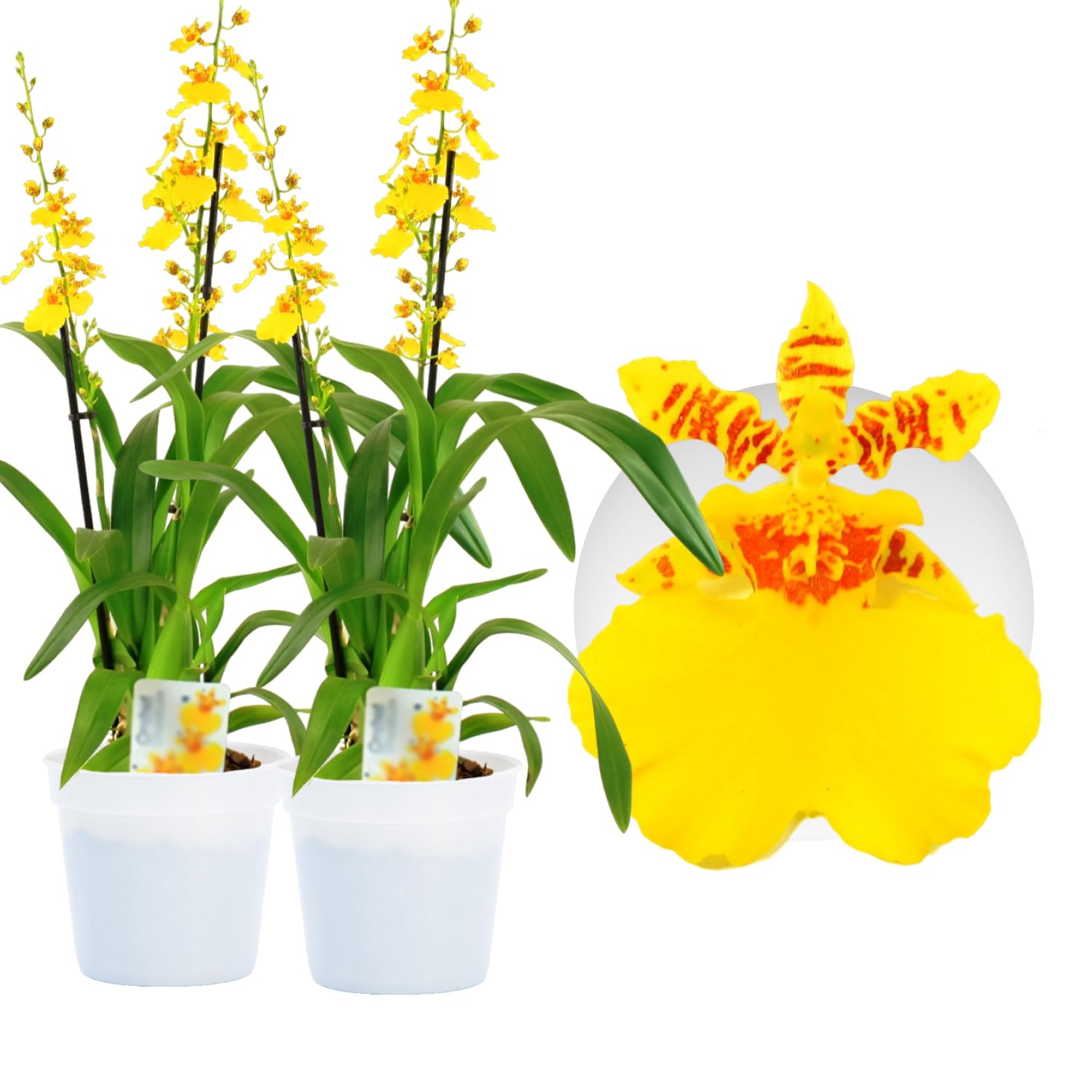 Orquídeas Oncidium Joost reales, 2 grandes plantas de interior de Holanda, de 30-40 cm de altura con flores y fragantes